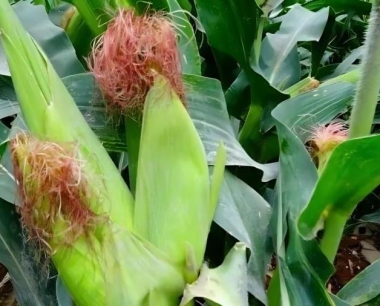 牛羊饲喂玉米青贮饲料有什么好处?