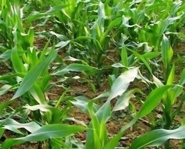 玉米免耕作业,在山地两行和多行免耕机哪个产量高?