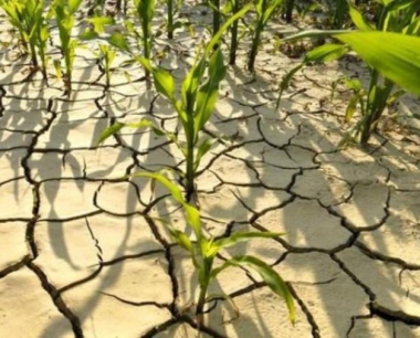 预防玉米条纹矮缩病在高温干旱情况下应怎样防治?