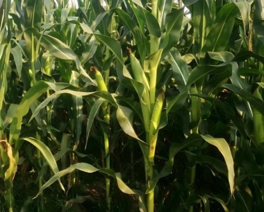 玉米收割机籽粒回收装置有什么作用?