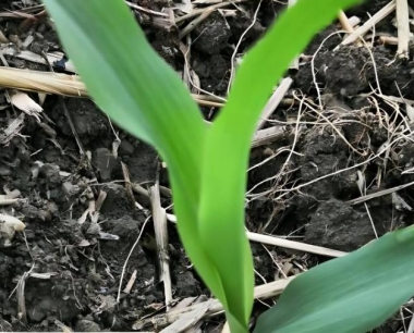 玉米螟除为害玉米外还为害其它作物吗?