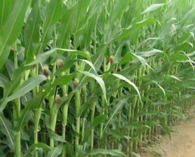 玉米机械收割包叶不应高于多少?