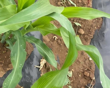 玉米大豆复合种植需要预防哪些病虫害?