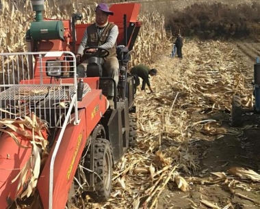 正确化控处理可以改善玉米通风透光条件吗?