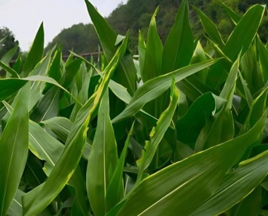 玉米非侵染性病害发病因素有哪些?