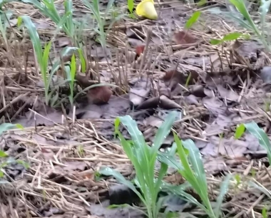 玉米种植机作业后如何维护保养?