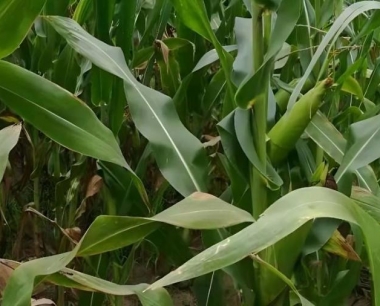 玉米苗期该用什么肥,应如何预防虫害?