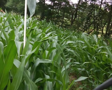 如何鉴别玉米丝黑穗病和黑粉病?