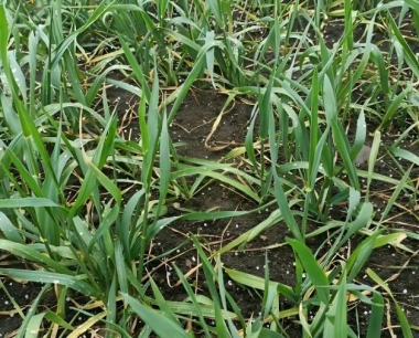 防治小麦纹枯病的有效药剂有哪些?