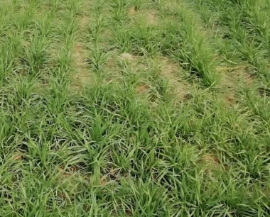 西北旱作区冬小麦覆膜精量播种量一般亩播量是多少斤?