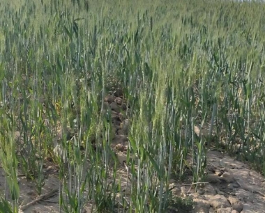 小麦中后期应防治那些病虫草害?