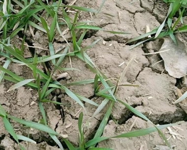 北方小麦亩产量一般多少斤?