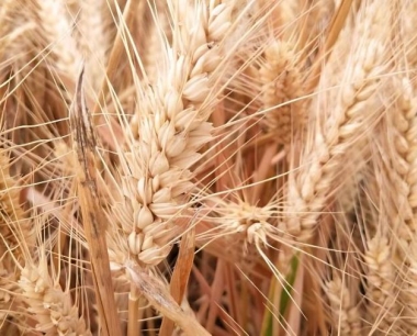 小麦可以加工成什么产品?