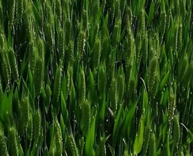 小麦年前壮苗的标准是什么?