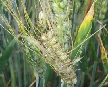 小麦全蚀病在抽穗后的田间特征有哪些?