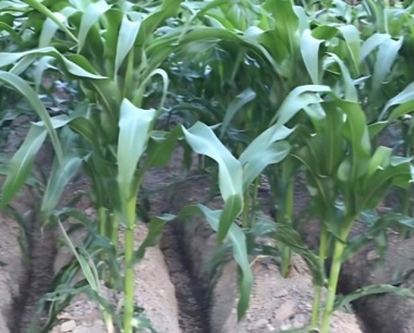 渭北旱塬玉米机械收获最佳日期是什么?