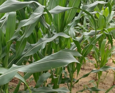 直播的玉米与移栽的玉米比哪种好?