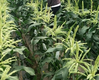 玉米高产高效节水粮食功能区种子选择的标准是什么?