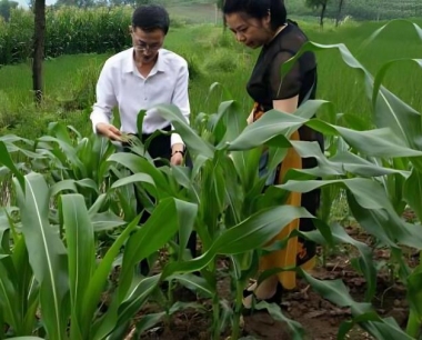 玉米田间实产测量,取样一般取几穗为佳?