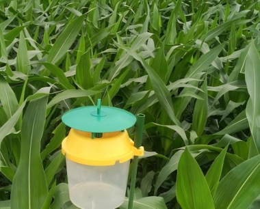 玉米纹枯病防治方法和预防措施?