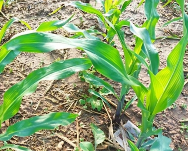 玉米生长中,哪个时期易发生茎腐病呢?