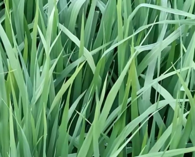 水稻灌浆期属于营养生长吗?