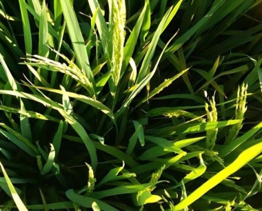 杀虫双能杀水稻卷叶虫吗?