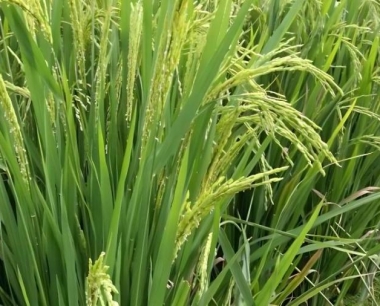 防治水稻纹枯病的有效药物有哪些?