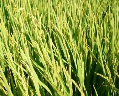 测深施肥能提高水稻的利用率吗?