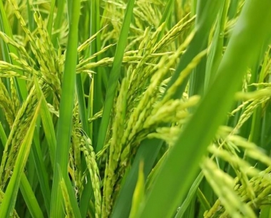 北方什么时候开始种水稻的?