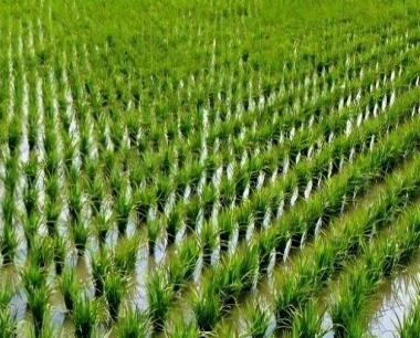 水稻在抽穗期主要有哪些病虫害要防治?