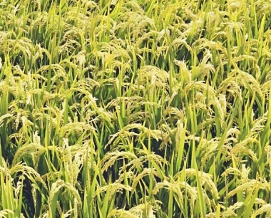 水稻霜霉病的病感期是什么时候?