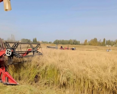 直播水稻田如何控制秧苗期杂草的危害?