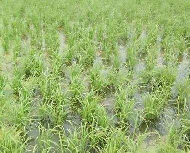 水稻机播秧秧苗在田间出现白化现象,是什么原因?