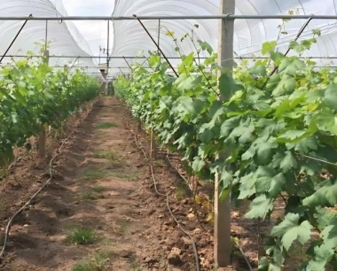 葡萄叶片上病斑是什么病害的症状?