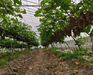 山葡萄栽培过程中有哪些主要病虫害?