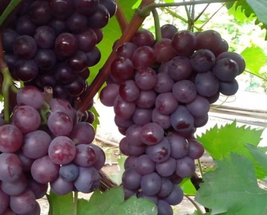 大棚采摘葡萄结果盛期安排在什么时间好?