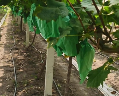 葡萄果穗套袋能预防葡萄裂果吗?