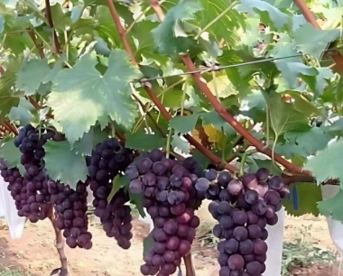 葡萄穗轴褐枯病是什么原因引起的?