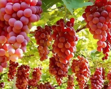 葡萄怎样保管能保鲜时间长一点?