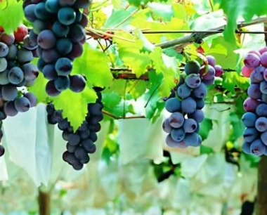 葡萄存放时需要温湿度多少才好?