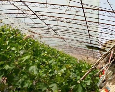 葡萄果实采摘后,何时打石硫合剂好?