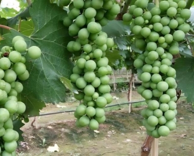 葡萄成熟期,应注意哪方面管理?