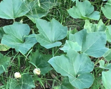 黄皮圆葱和红皮圆葱种植模式有什么不一样吗?