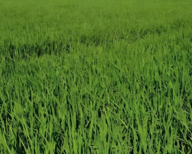 导致水稻抽穗成熟不一致的因素有哪些?