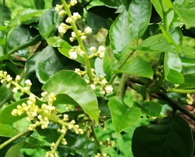 种植无核黄皮怎么管理?