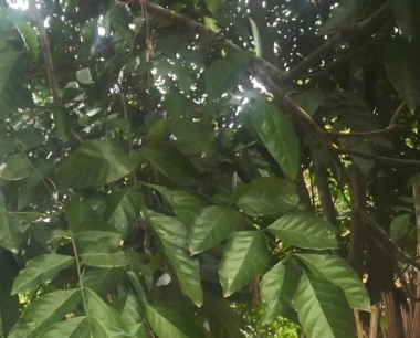 黄皮幼树施肥技术与注意事项