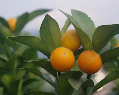 黄皮又叫什么名字