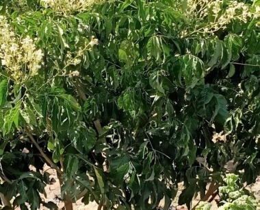 黄皮种植管理怎么做