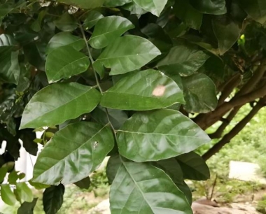 黄皮果与姑娘果是一样的吗